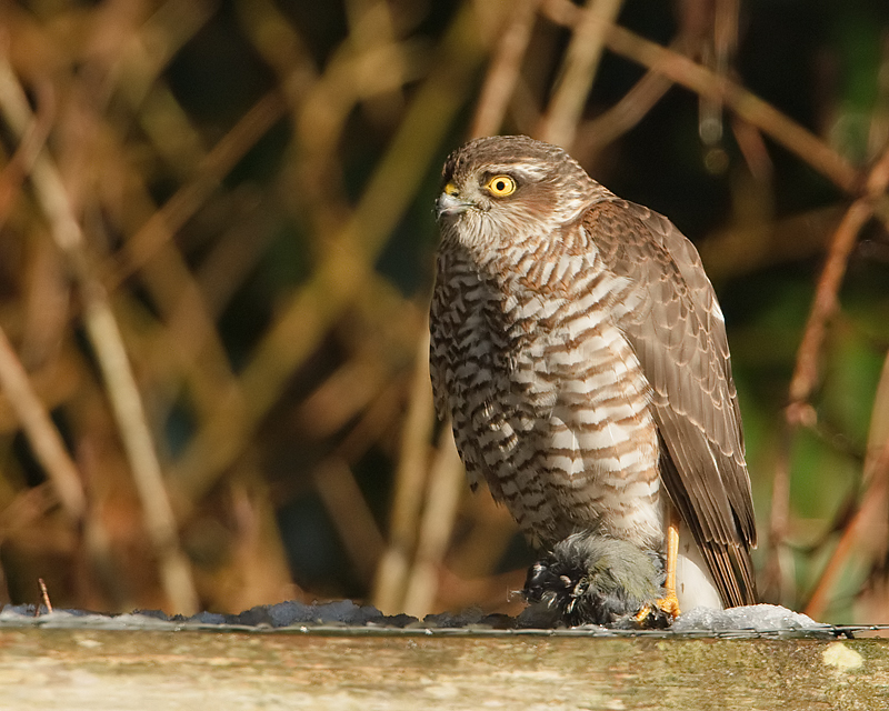 Accipiter nisus Sperwer Eurasian Sparrowhawk